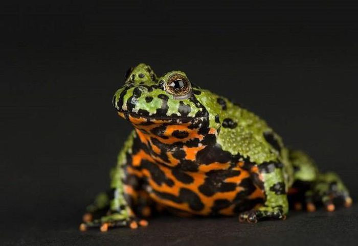 6. Cóc tía. Cóc tía có tên khoa học là Bombina maxima. Khi gặp nguy hiểm, chúng không bỏ chạy mà sẽ uốn cong lưng và các chân, hoặc lật ngửa người ra để lộ phần bụng có màu sặc sỡ nhằm cảnh báo kẻ thù rằng chúng rất độc.