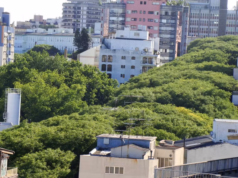 Năm 2005, một dự án xây dựng trung tâm thương mại đã khiến hàng cây xanh của đường Gonçalo de Carvalho có nguy cơ bị phá hủy.