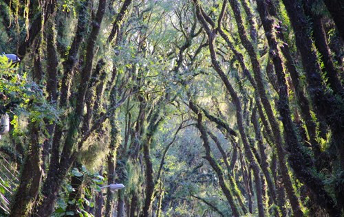 Năm 2008, một nhà sinh vật học Bồ Đào Nha đã gọi Gonçalo de Carvalho là "con đường đẹp nhất thế giới" trên blog của mình. Kể từ đó, danh hiệu này đã được mọi người dùng để gọi con đường.