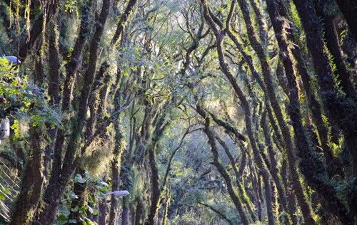 Năm 2008, một nhà sinh vật học Bồ Đào Nha đã gọi Gonçalo de Carvalho là "con đường đẹp nhất thế giới" trên blog của mình. Kể từ đó, danh hiệu này đã được mọi người dùng để gọi con đường.