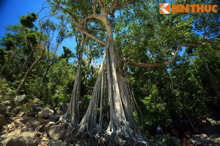 Điều này đem đến cho cây khả năng trở thành một điểm thăm quan lý thú ở Cù Lao Chàm trong tương lai.