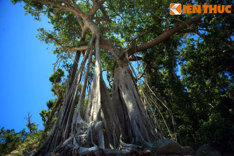 Đó là một cây đa rất lớn, có hình thù cổ quái với nhiều rễ phụ có chu vi bằng cả một vòng tay người lớn buông xuống từ các cành nhánh chĩa ra tua tủa.