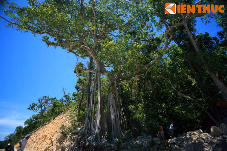 Nằm trên một sườn núi ở phía Đông của Cù Lao Chàm (tỉnh Quảng Nam), có một cây cổ thụ gây ngạc nhiên cho những ai được tận mắt chứng kiến.