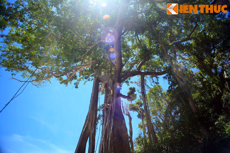 Tán cây vươn rất rộng, che phủ một diện tích lớn.