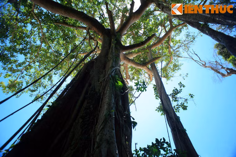 Trước kia rất ít người biết đến sự tồn tại của cây đa do cây nằm ở một vị trí rất khó tiếp cận.