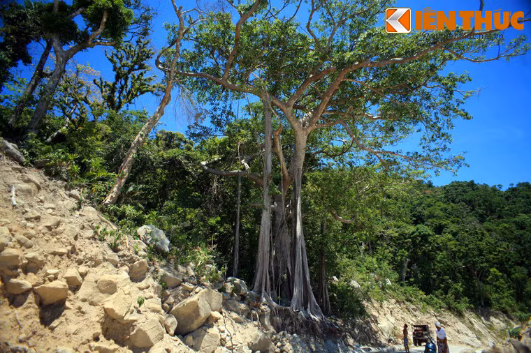 Hiện tại, một con đường đang được mở chạy quá sát gốc đa.