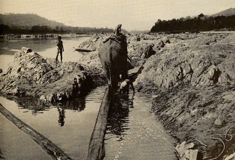 Voi kéo gỗ bên bờ sông ở Thượng Lào.