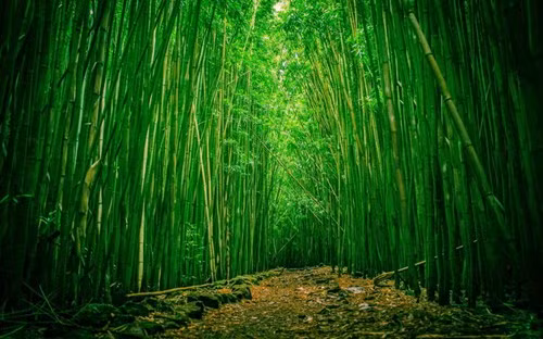 Chính giống tre này đã làm nên vẻ đẹp huyền thoại của cánh rừng.