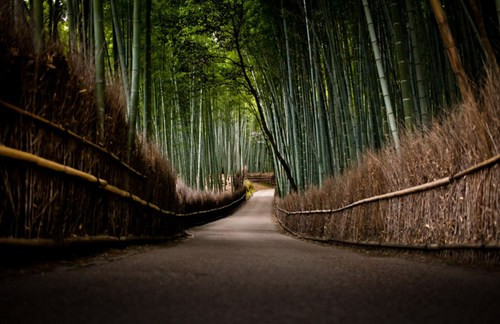 Với dáng vẻ mê hoặc của mình, rừng tre Sagano được đánh giá là một trong những khu rừng đẹp nhất thế giới.