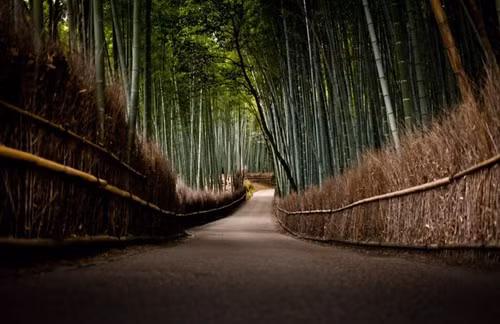 Với dáng vẻ mê hoặc của mình, rừng tre Sagano được đánh giá là một trong những khu rừng đẹp nhất thế giới.