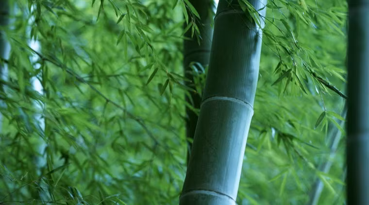 Âm thanh của tre ở đây còn được bầu chọn trong top 100 âm thanh cần được bảo tồn ở Nhật.