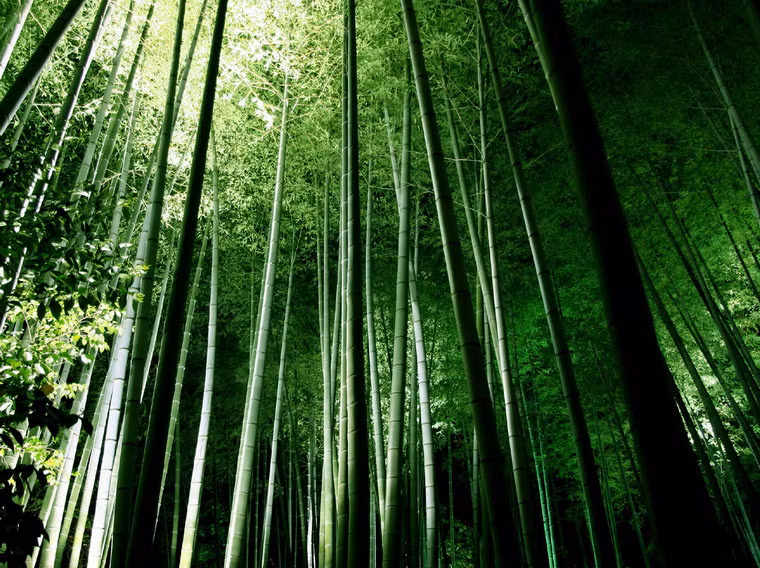 Có lịch sử từ thế kỷ thứ 8, vẻ đẹp của khu rừng đã đi vào nghệ thuật trong nhiều giai đoạn lịch sử của nước Nhật.