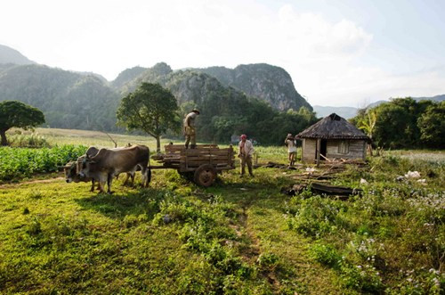 Bên cạnh cảnh quan thiên nhiên, thung lũng Vinales còn nổi tiếng với các hoạt động nông nghiệp theo phương thức truyền thống, như cách đây nhiều thế kỷ.