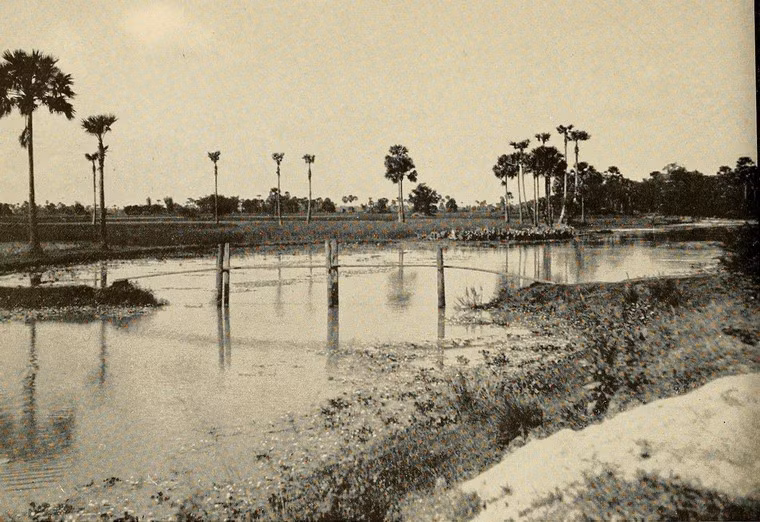 Những hàng cây thốt nốt song bóng xuống kênh mương gần Phnompenh, Campuchia.