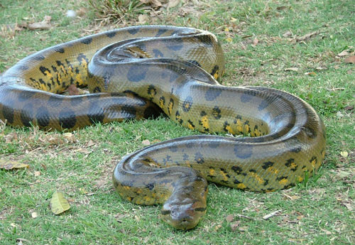 9. Trăn xanh Nam Mỹ. Loài rắn trong họ Boidae. Nó có thể cuộn con mồi có trọng lượng 250 kg đến chết.