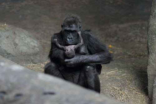 5. Khỉ đột. Là chi linh trưởng thuộc họ người. Khỉ đột có thể nâng bổng vật gấp 10 lần trọng lượng cơ thể.