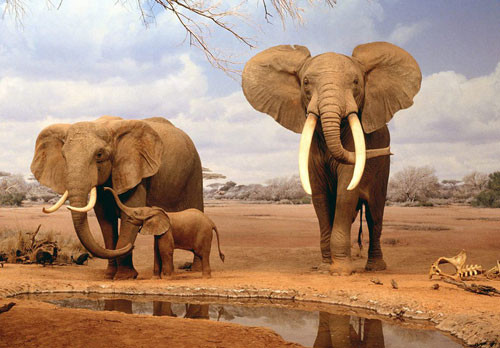 4. Voi châu Phi. Là chi trong họ Elephantidae. Loại voi này có thể kéo vật có trọng lượng gấp 1,5 trọng lượng cơ thể.