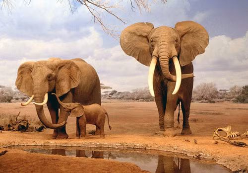 4. Voi châu Phi. Là chi trong họ Elephantidae. Loại voi này có thể kéo vật có trọng lượng gấp 1,5 trọng lượng cơ thể.