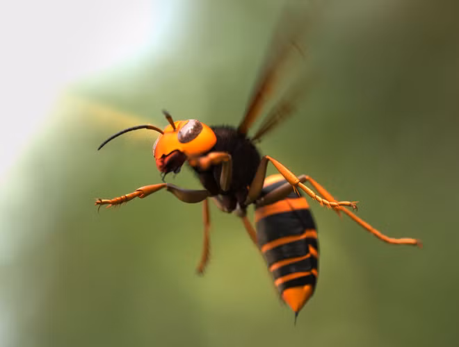 \ Theo thống kê của các tổ chức y tế trên thế giới, mỗi năm có trung bình 40 ca tử vong với thủ phạm là ong bắp cày khổng lồ châu Á.