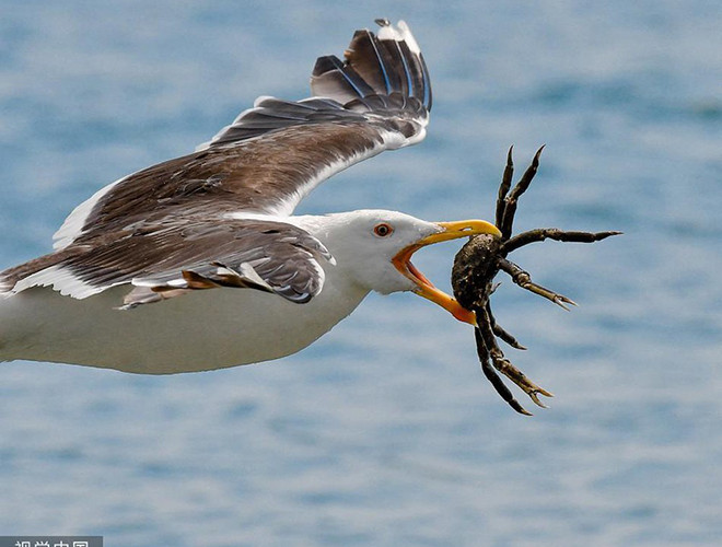  Đây là loài chim ăn thịt lớn, rất thông minh, có các phương thức liên lạc phức tạp và có cấu trúc xã hội phát triển cao. 
