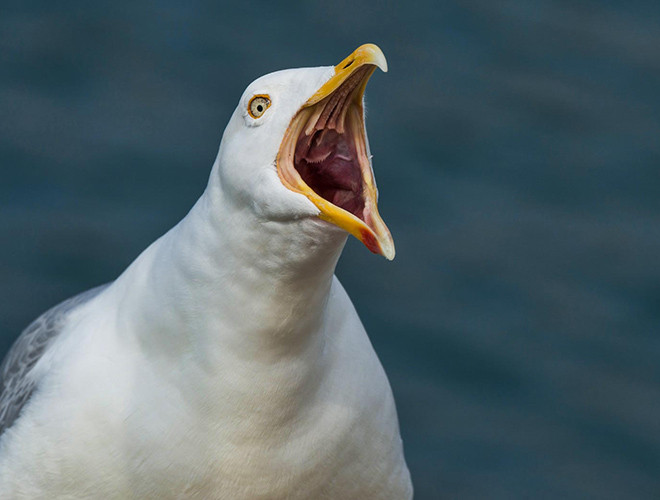  Trong tự nhiên, ngoài việc cướp mồi của loài khác, chúng còn săn các loài chim và động vật có vú trong đất liền hay thậm chí là liên kết lại để tấn công có tổ chức những loài lớn hơn. 