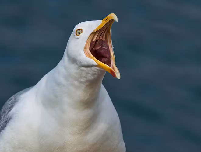  Trong tự nhiên, ngoài việc cướp mồi của loài khác, chúng còn săn các loài chim và động vật có vú trong đất liền hay thậm chí là liên kết lại để tấn công có tổ chức những loài lớn hơn. 