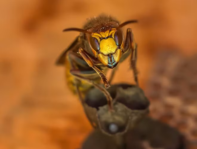 Với những điều nguy hiểm mà ong bắp cày gây ra, chính phủ các nước Trung Quốc, Nhật Bản đã từng phải điều động quân đội sử dụng súng phun lửa để kiểm soát sự xâm lấn của chúng.