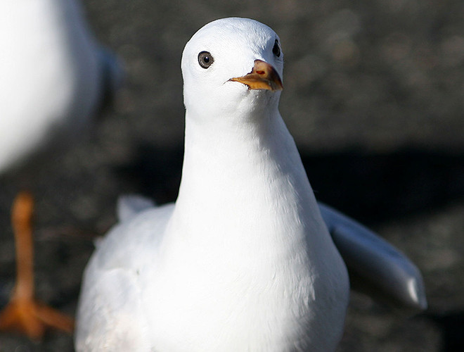  Mòng biển là thành viên duy nhất thuộc họ nhà chim có mặt trong danh sách những loài động vật hung hãn và "hiếu chiến" nhất thế giới. 