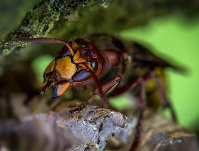Bên cạnh đó, loài ong này còn có tập tính đào bới, đục lỗ trong rễ khiến cây bị thối gốc, phá hoại mùa màng.