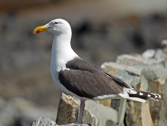  Loài chim này có bản chất rất táo tợn, ăn cực kỳ tạp và là những kẻ cướp đúng nghĩa, chúng luôn có các hành vi vừa ăn cắp thức ăn, vừa tấn công con người. 