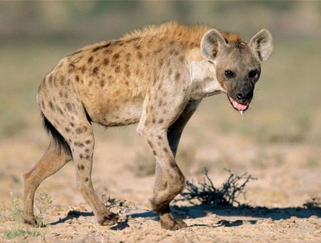  Với bản tính liều lĩnh và tham lam, linh cẩu có thể gây sự với bất cứ loài nào, thậm chí, đã có một số trường hợp ghi nhận chúng còn tấn công cả con người. 