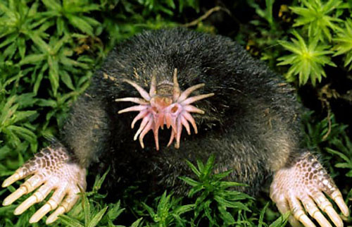 6. Chuột chũi mũi sao.