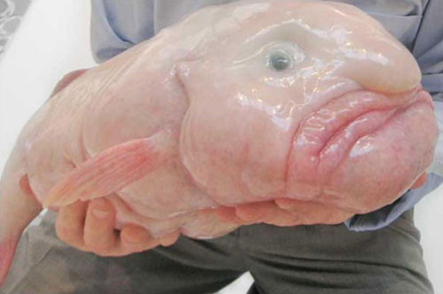 1. Cá giọt nước.