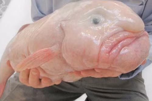 1. Cá giọt nước.