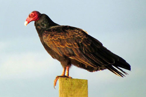 7. Chim Cathartes aura.