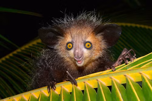 5. Khỉ Aye-Aye.
