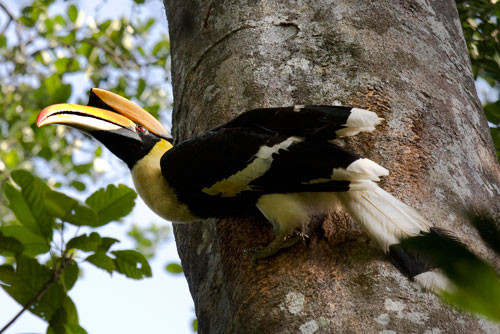 2. Chim hồng hoàng.