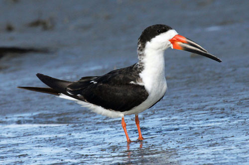 8. Chim xúc cá đen.