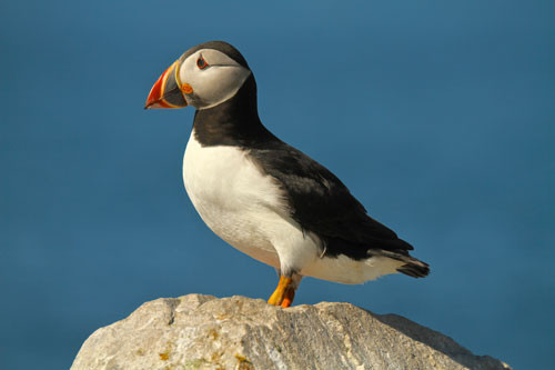 9. Hải âu cổ rụt Đại Tây Dương.