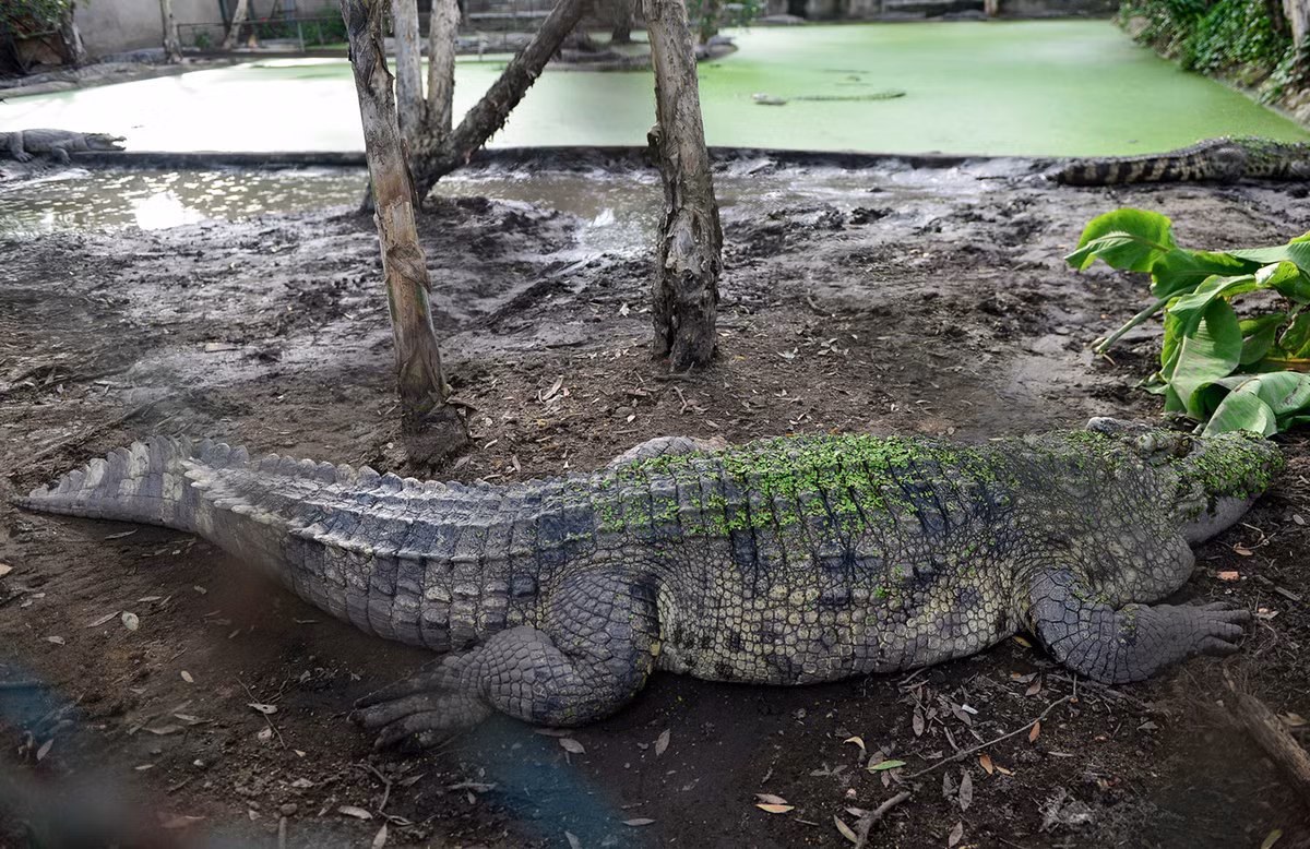 “Số cá lớn tuổi này trang trại đã nuôi gần 40 năm qua, là tài sản vô giá của chúng tôi, chủ yếu để cho khách tham quan. Vì thế nên số cá này thường có chế độ chăm sóc đặc biệt hơn”, quản lý trại chia sẻ.