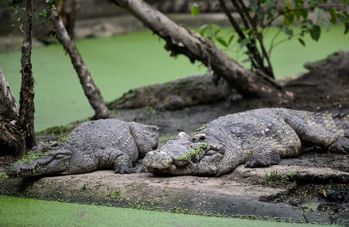 Phần lớn thời gian trong ngày, những chú cá được mệnh danh là "vua đầm lầy" thường phơi mình dưới tán cây, trên lớp bùn, khi trời nắng nóng chúng thường nằm dưới nước, chỗ mát mẻ.
