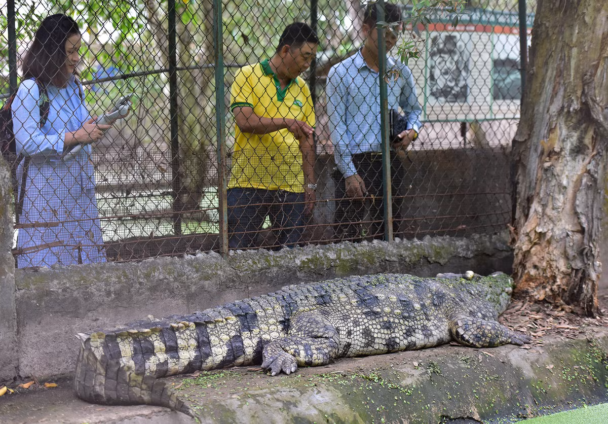 Khách tham quan có thể nhìn trực tiếp ở khoảng cách cực gần những chú cá sấu dài trên dưới 3,5m, con lớn nhất dài gần 4, nặng hơn 300kg nằm bên bờ rào cao khoảng 3m, hoặc ẩn mình giữa đảo, bụi cây.