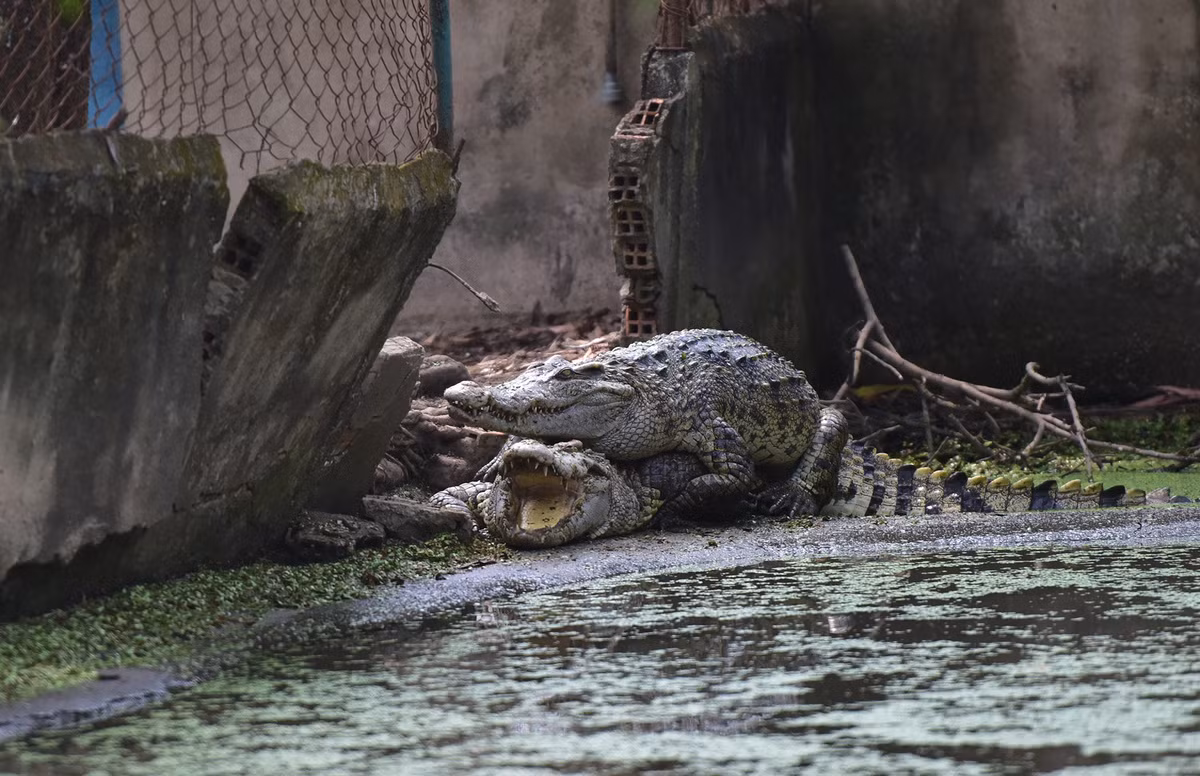 Ba chuồng còn lại là nơi nuôi 160 cá hậu bị (cá tập đẻ) có trọng lượng trên 50kg, tuổi đời từ 5 - gần 20 năm. Mùa đẻ trứng của cá sấu thường từ tháng 2 đến tháng 6 hàng năm.