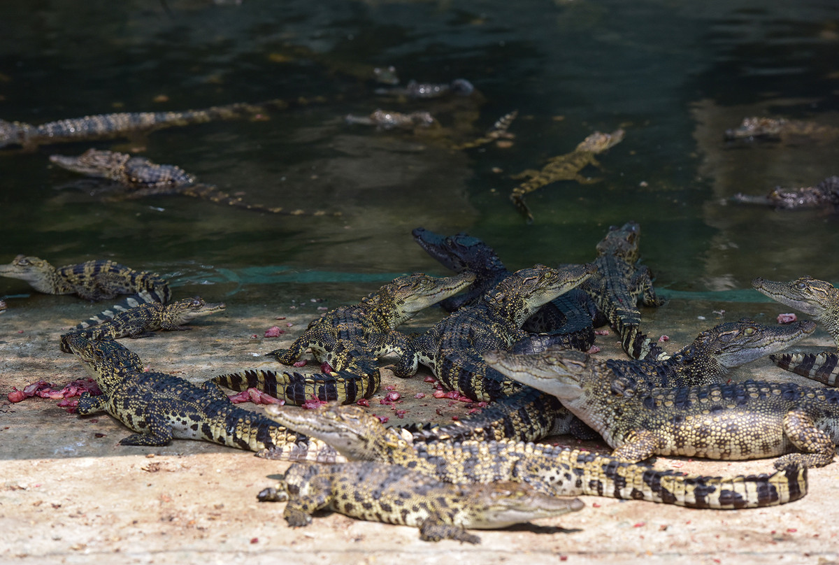 Hàng chục chuồng có diện tích từ 20 - 40m2, có cả sân phơi nắng, nuôi hàng trăm con mỗi chuồng được phân chia theo lứa tuổi, trọng lượng. Thức ăn chủ yếu là cá đồng tươi, thịt được cho ăn hạn chế hơn.