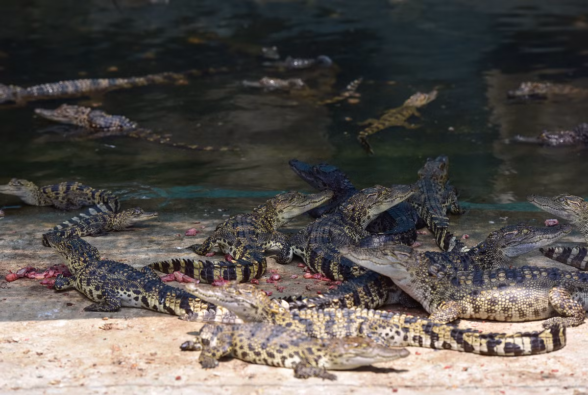 Hàng chục chuồng có diện tích từ 20 - 40m2, có cả sân phơi nắng, nuôi hàng trăm con mỗi chuồng được phân chia theo lứa tuổi, trọng lượng. Thức ăn chủ yếu là cá đồng tươi, thịt được cho ăn hạn chế hơn.