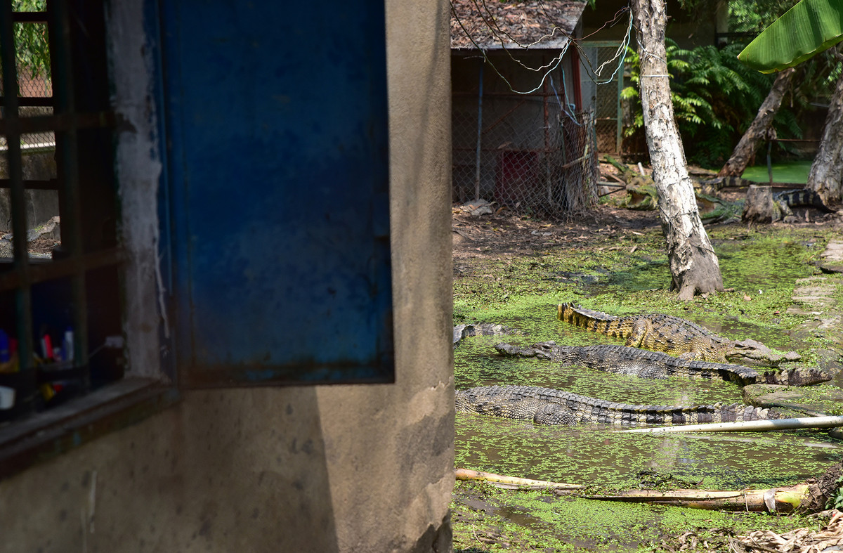 Hàng trăm chú cá sấu trọng lượng lớn được nuôi nhốt trong môi trường khá tự nhiên, khu nhà dành cho công nhân chăm sóc, chứa thức ăn nằm ngay bên hồ cá.