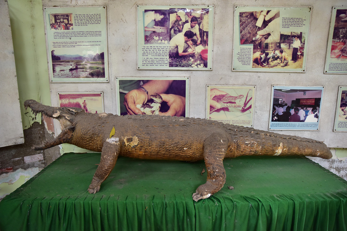“Làng cá sấu Sài Gòn gợi nhớ lại những dĩ vãng hào hùng, những gian khổ, hy sinh của tiền nhân, người đi mở bờ cõi để xây dựng nên một thành phố như ngày nay. Giang sơn cá sấu xưa nay phát triển thành một làng nghề mới độc đáo duy nhất trong cả nước”. Hiện tại trại cá sấu còn lưu giữ, trưng bày những tiêu bản cá sấu tại khu nuôi cá sấu lâu năm cùng những hình ảnh xây dựng, hoạt động của làng cá sấu từ khi mới thành lập cho đến nay.