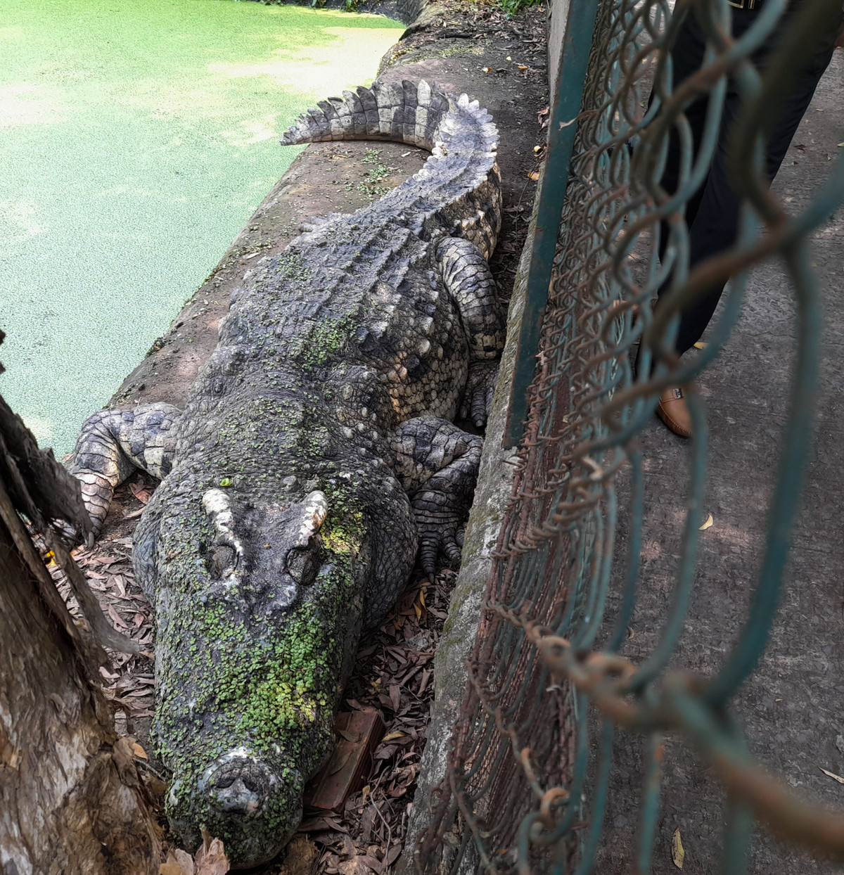 Bà Trần Hồng Nhân, quản lý trại cá sấu cho biết, số cá lớn nuôi lâu năm này mỗi lần đẻ từ 30-40 trứng, tỷ lệ nở cao hơn nhiều so với những con đang tập đẻ. Một tuần mỗi con chỉ cho ăn 3kg cá tươi sống, nếu ăn nhiều cá sẽ bị béo ăn cá thối sẽ ảnh hưởng đến việc sinh sản.