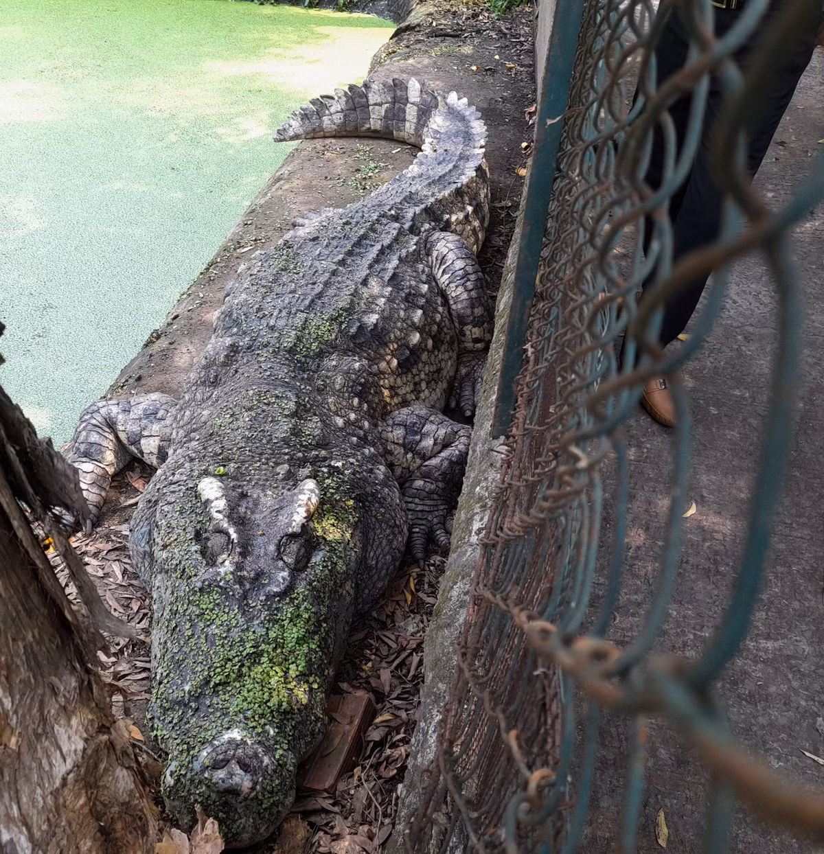 Bà Trần Hồng Nhân, quản lý trại cá sấu cho biết, số cá lớn nuôi lâu năm này mỗi lần đẻ từ 30-40 trứng, tỷ lệ nở cao hơn nhiều so với những con đang tập đẻ. Một tuần mỗi con chỉ cho ăn 3kg cá tươi sống, nếu ăn nhiều cá sẽ bị béo ăn cá thối sẽ ảnh hưởng đến việc sinh sản.