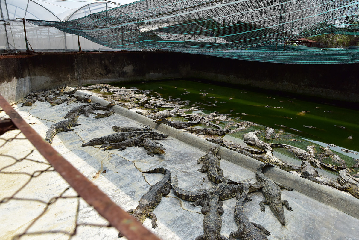 Hiện nay, tại trang trại này còn nuôi gần 3.000 con cá sấu thương phẩm với mô hình khép kín từ ấp trứng, nuôi lớn lấy thịt và thuộc da. Tại cơ sở thứ hai ở huyên Hóc Môn cũng đang nuôi 4.000 con cá sấu đẻ và cá con. Trước đây, quy mô trại nuôi lên đến gần 20.000 con, nhưng những năm qua đã giảm nhiều do giá cá xuống thấp.